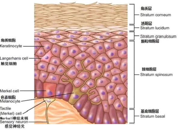 孚美达乳膏是如何淡化皮肤色素的？